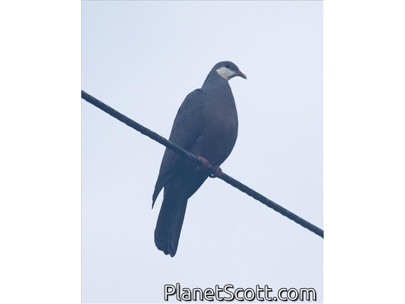 Metallic Pigeon (Columba vitiensis)