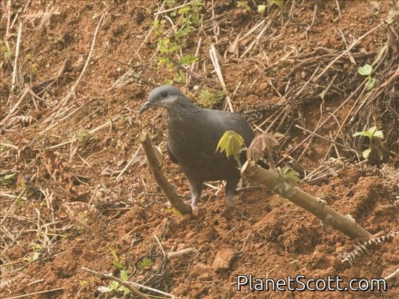 Metallic Pigeon (Columba vitiensis) - Juvenile