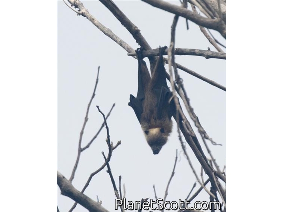 Samoan Flying Fox (Pteropus samoensis)