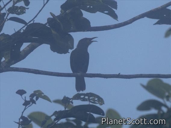 Western Wattled-Honeyeater (Foulehaio procerior)