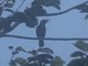 Western Wattled-Honeyeater (Foulehaio procerior)