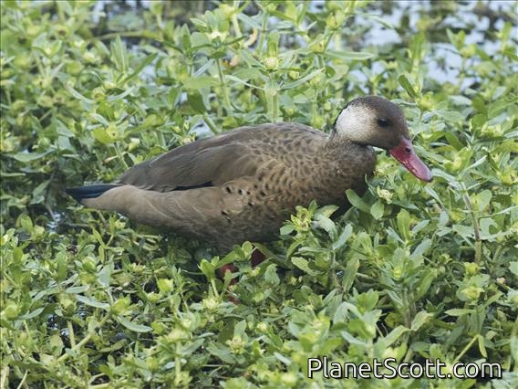 Brazilian Teal (Amazonetta brasiliensis) - Male
