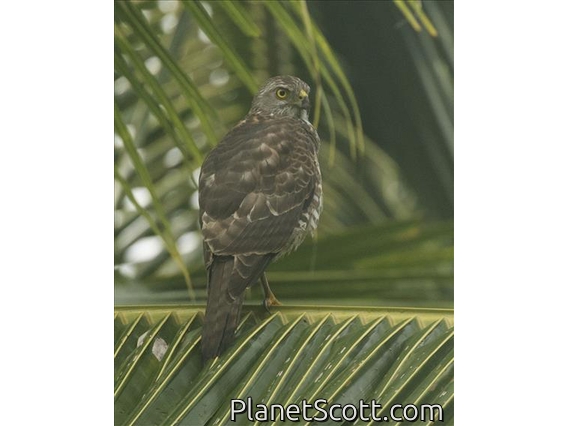 Fiji Goshawk (Accipiter rufitorques)