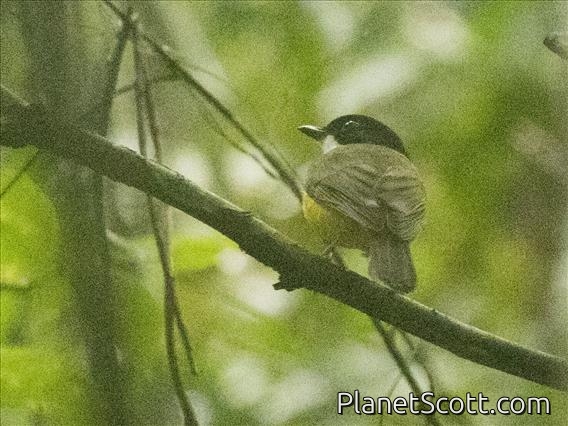Fiji Whistler (Pachycephala vitiensis)