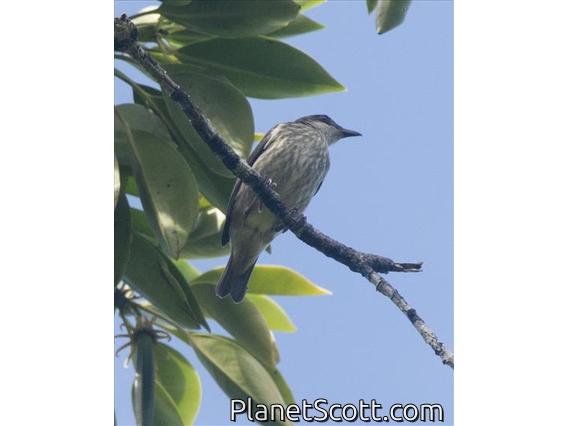 Polynesian Starling (Aplonis tabuensis)