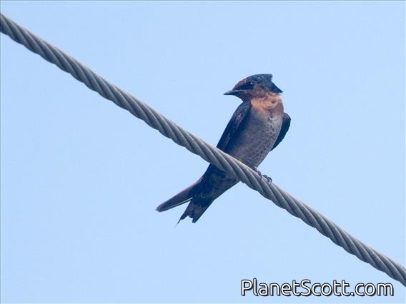 Pacific Swallow (Hirundo javanica)