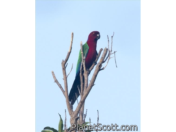Crimson Shining-Parrot (Prosopeia splendens)