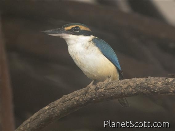 Pacific Kingfisher (Todiramphus sacer) - Kadavu