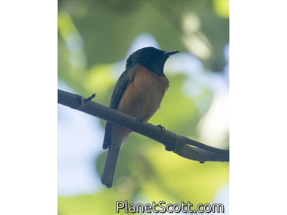 Vanikoro Flycatcher (Myiagra vanikorensis)