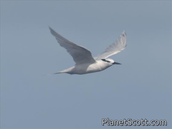 Black-naped Tern (Sterna sumatrana)