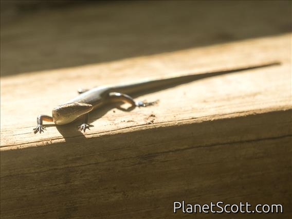 Emo Skink (Emoia sp)