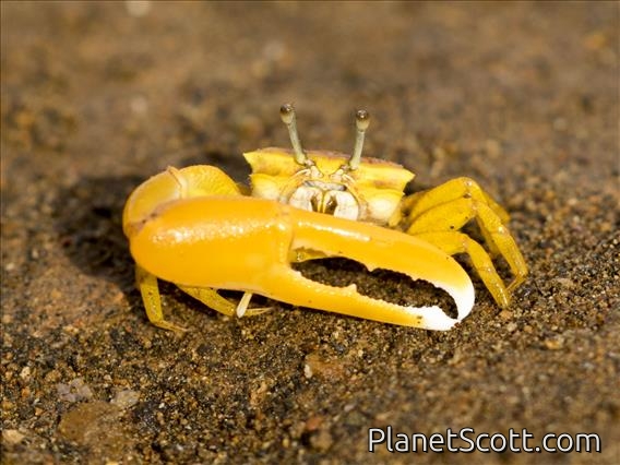 Citrus Fiddler Crab (Austruca citrus)
