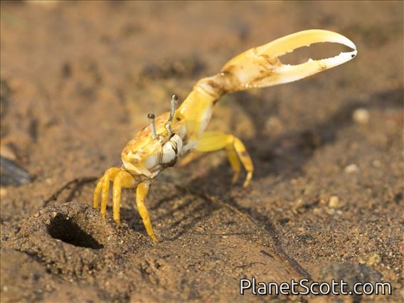 Citrus Fiddler Crab (Austruca citrus)