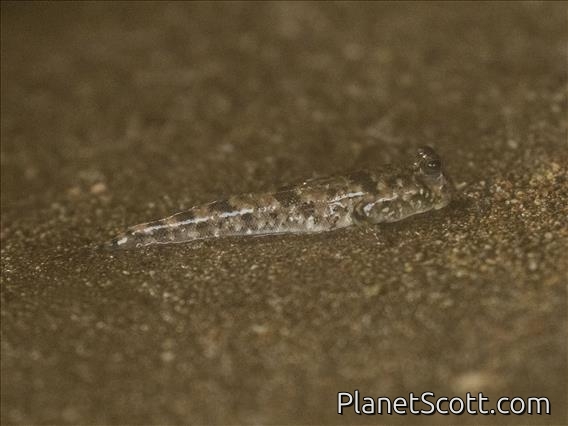 Barred Mudskipper (Periophthalmus argentilineatus)