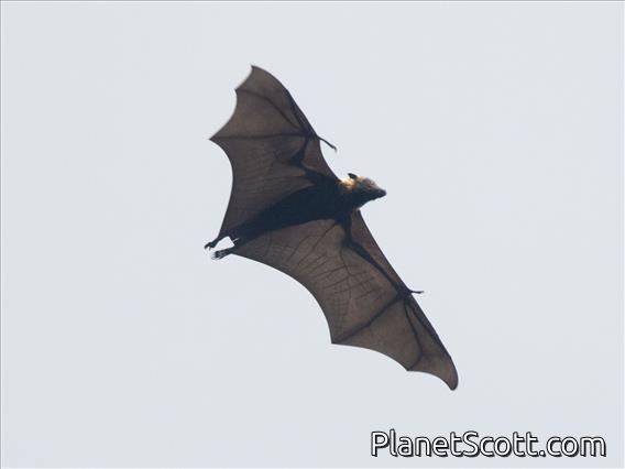 Samoan Flying Fox (Pteropus samoensis)