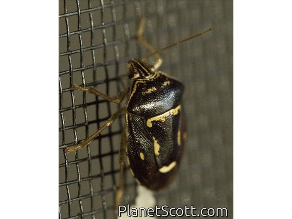Kadavu Stink Bug (Axiagastus cambelli)