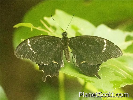 Fiji Swallowtail (Papilio schmeltzi)