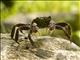 Forest Crab (Sesarmops atrorubens)
