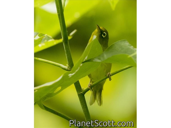 Layard's White-eye (Zosterops explorator)