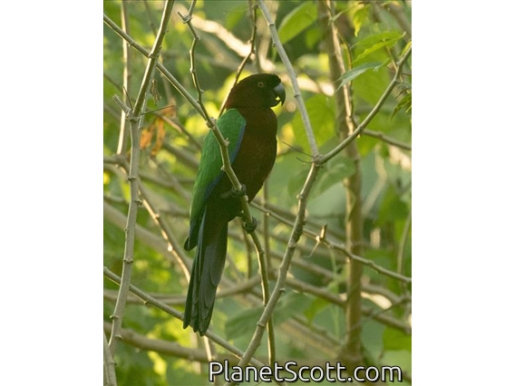 Red Shining-Parrot (Prosopeia tabuensis)
