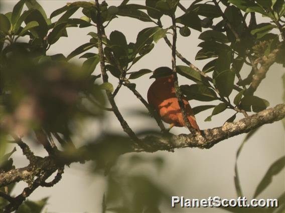Orange Dove (Ptilinopus victor)