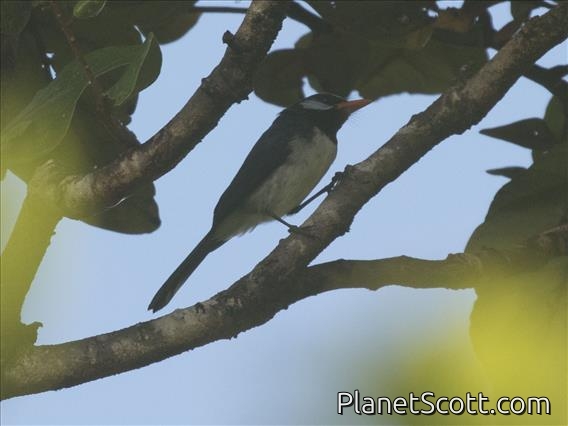 Azure-crested Flycatcher (Myiagra azureocapilla)