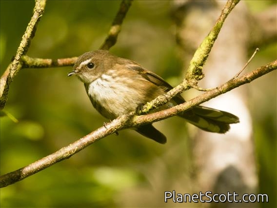 FIji Streaked Fantail (Rhipidura consobrinus)