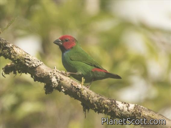Fiji Parrotfinch (Erythrura pealii)
