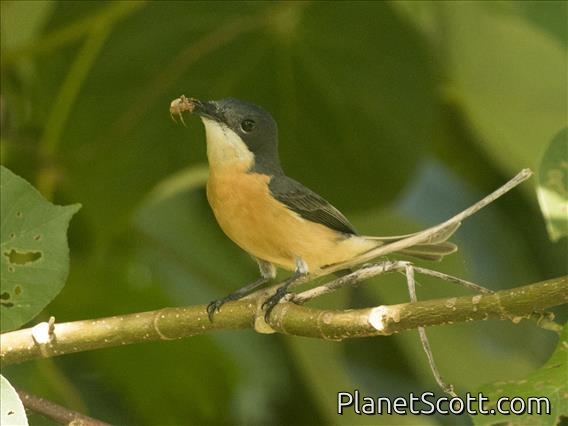 Vanikoro Flycatcher (Myiagra vanikorensis) - Female