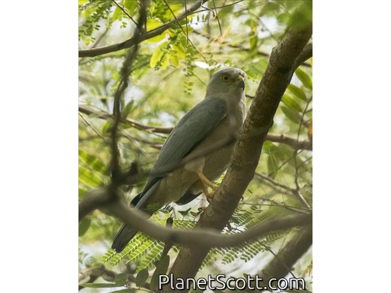 Fiji Goshawk (Accipiter rufitorques)
