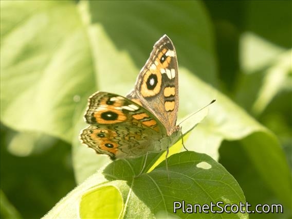 Meadow Argus (Junonia villida)