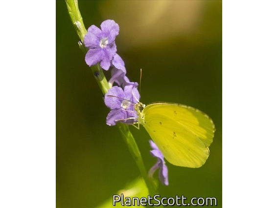 Common Grass Yellow (Eurema hecabe)