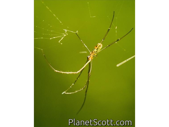 Orb-weaver Spider (Leucauge hebridisiana)