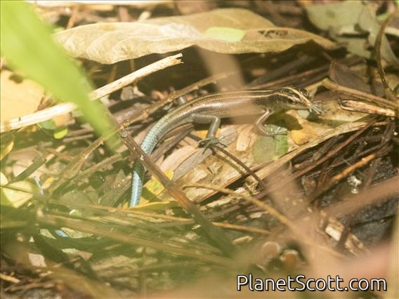 Copper-tailed Skink (Emoia cyanura)