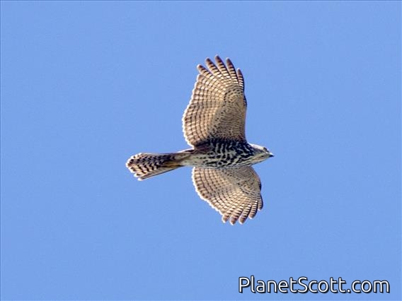 Fiji Goshawk (Accipiter rufitorques)
