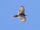 Fiji Goshawk (Accipiter rufitorques)