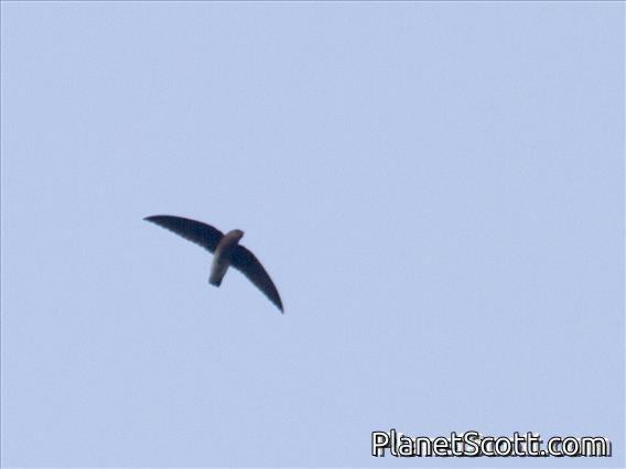 White-rumped Needletail (Zoonavena sylvatica)