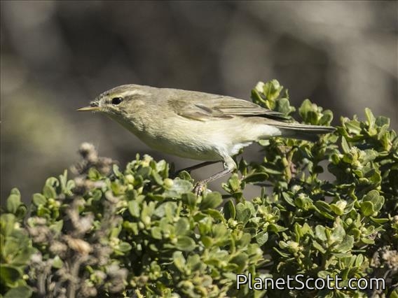 Willow Warbler (Phylloscopus trochilus)