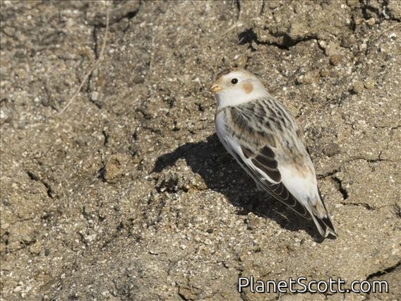 Snow Bunting (Plectrophenax nivalis)