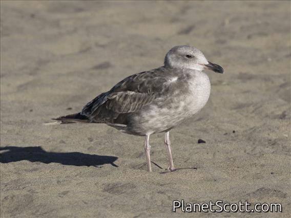 California Gull (Larus californicus) 1st Winter