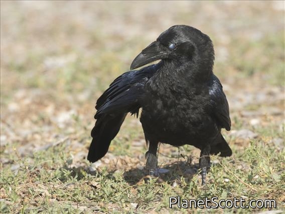 Common Raven (Corvus corax)