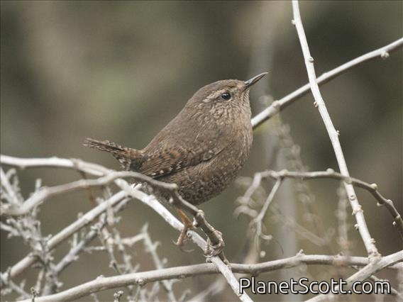 Winter Wren (Troglodytes hiemalis)