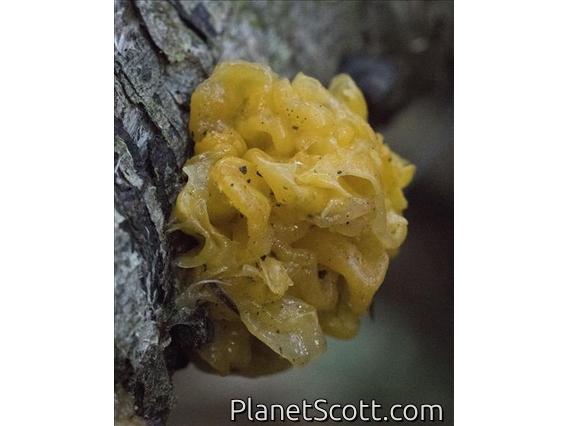 Witch's Butter (Tremella mesenterica)