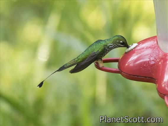 Rufous-booted Racket-tail (Ocreatus addae)