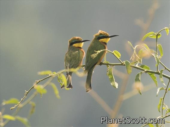 Little Bee-eater (Merops pusillus)
