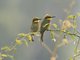Little Bee-eater (Merops pusillus)