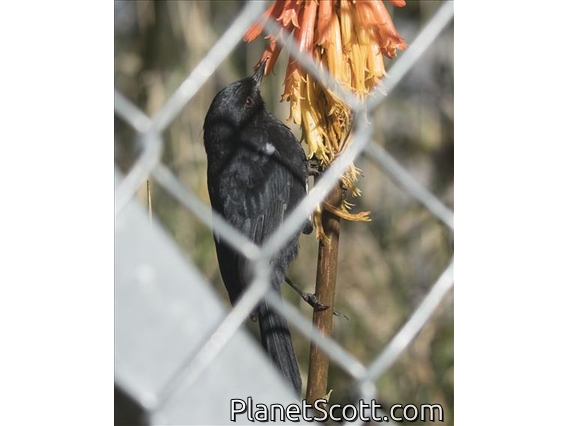 Black Flowerpiercer (Diglossa humeralis)
