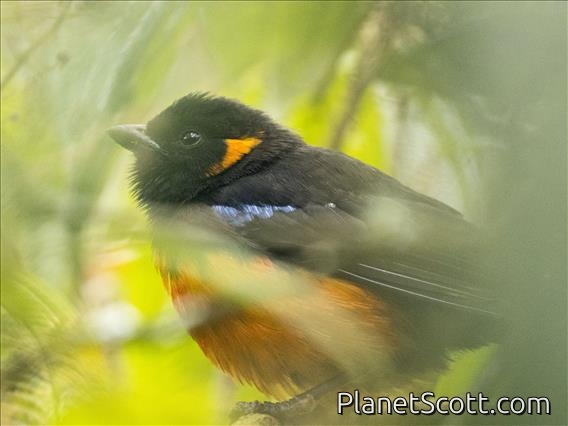 Scarlet-bellied Mountain-Tanager (Anisognathus igniventris)