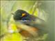 Scarlet-bellied Mountain-Tanager (Anisognathus igniventris)