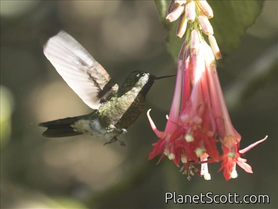 Tyrian Metaltail (Metallura tyrianthina) - Female